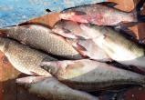 Почти три тонны рыбы незаконно выловили браконьеры Вологодской области