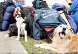 Не оставить на произвол: в России планируется создать приют для собак-ветеранов МЧС