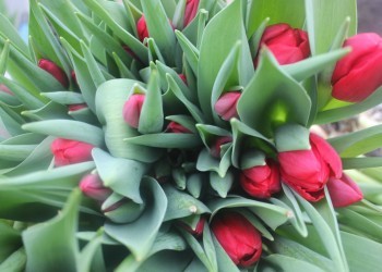 Тюльпаны к 8 марта
