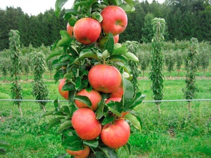 Как правильно посадить колонновидную яблоню?