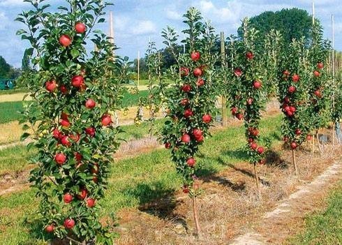 Что такое колонновидная яблоня?