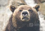 Охотовед оценил  вероятность встретить медведя в лесу