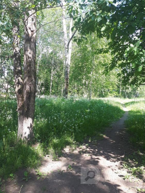 Не косят и в Тепличном, все в траве Не косят и в Тепличном, все в траве