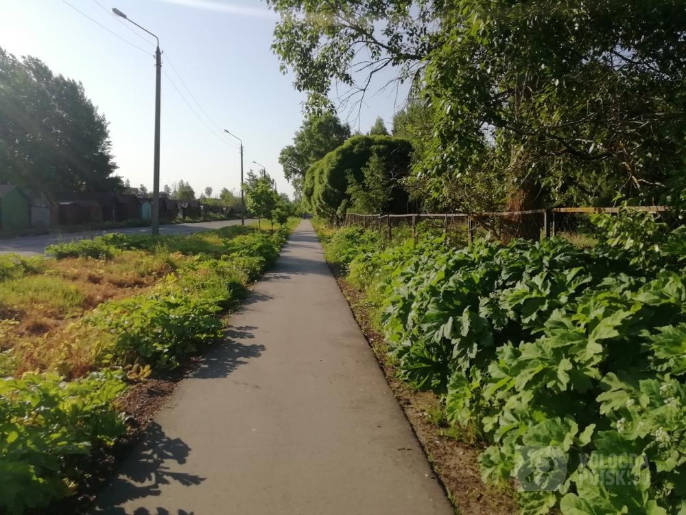 Кто контролирует качество выполнения обработки? Борщевик уже выше человеческого роста Кто контролирует качество выполнения обработки? Борщевик уже выше человеческого роста