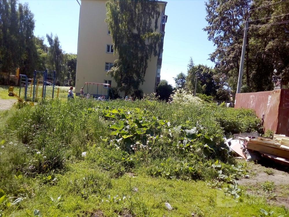 Зарастаем травой и мусором Зарастаем травой и мусором
