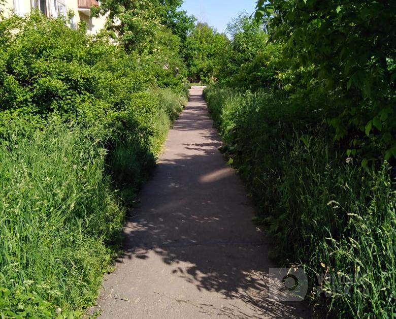 Трава уже выше человеческого роста Трава уже выше человеческого роста