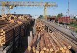 В России ужесточились правила экспорта древесины