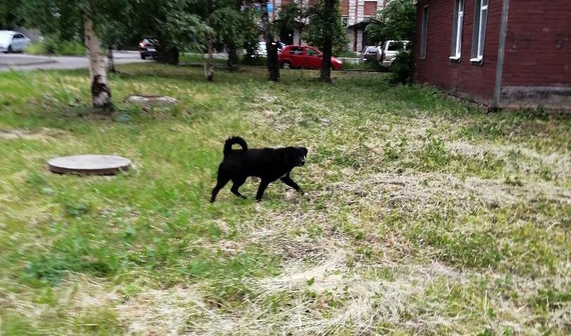 Агрессивная собака брасается на людей Агрессивная собака брасается на людей