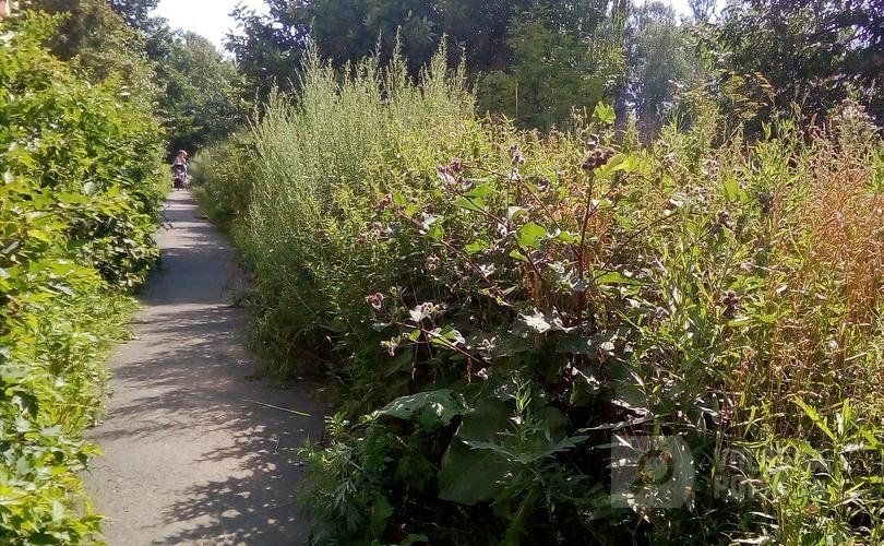 Дорожка к библиотеке в крапиве и колючках Дорожка к библиотеке в крапиве и колючках