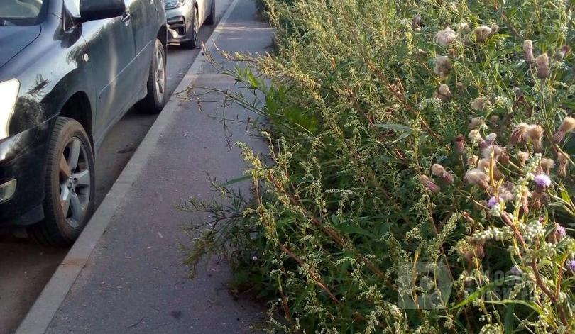 Джунгли Пречистенской набережной Джунгли Пречистенской набережной