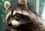 Для знакомства с экзотическими животными ехать в другие страны вовсе необязательно! Для знакомства с экзотическими животными ехать в другие страны вовсе необязательно!