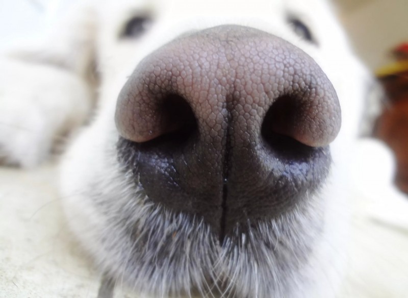 Интересные факты про собачий нос