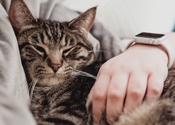 Котики — не вариант: как дать отдых мозгу