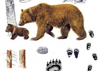 Памятка о поведении человека при встрече с медведем