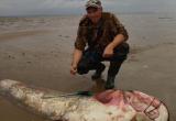 Огромный 90 кг сом стал добычей рыбака в Вологодской области  