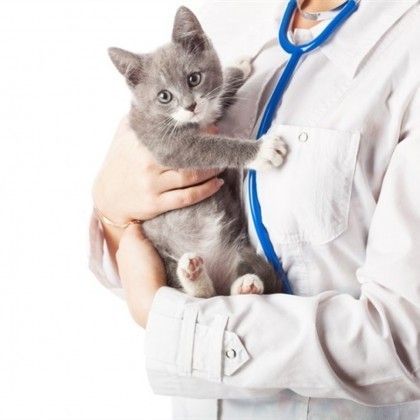 Ветеринарная клиника «Добрые руки» объявляет акцию на процедуру кастрации животных