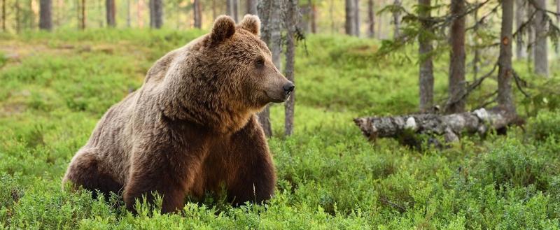  Вологжанам рассказали, сколько медведей обитает в районах области