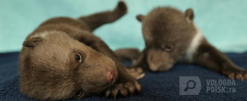 Фото: Центр спасения медвежат-сирот/vk.com 
