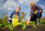 Какие работы в саду и огороде важно провести в мае? Полный список 