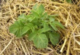 Картофель в соломе – идеальный метод выращивания для ленивых дачников
