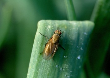 Как быстро избавиться от луковой мухи?