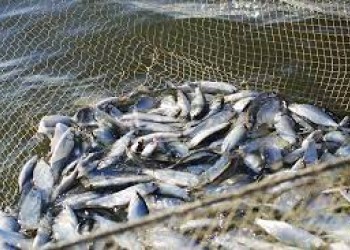 Прокуратура предупреждает о недопустимости нарушения весеннего нерестового запрета на ловлю рыбы