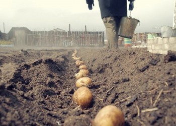 Семь секретных способов посадить картошку для богатого урожая
