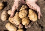 За выращивание картошки на даче оштрафуют? Как не "попасть" на деньги?