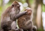 Что делать после контакта с больным обезьяньей оспой? Врач дал четкий ответ