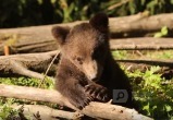 Мимиметр зашкаливает: вологжанин-медвежонок Медок учится бороться с бревнышком 