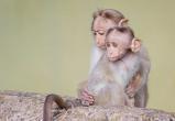 Вирусолог предупредил о смертельной опасности обезьяньей оспы для детей