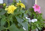 ТОП-5 цветущих растений для красивого летнего балкона