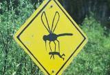 Комары начали распространять опасную конго-крымскую лихорадку