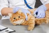 Ветеринары заявили о надвигающемся дефиците лекарств для животных