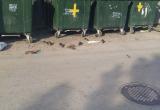 Крысы охотятся на детей и взрослых в одном из микрорайонов Вологды: мерзкое видео на сайте  