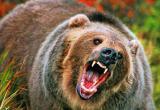 Камчатские медведи устроили кровавую трапезу телами топ-менеджеров и чемпиона мира