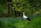 Редкая птица для северных широт: белый аист попал на видео в Вологодской области