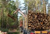 По версии экологов, вологжане - лидеры по уничтожению лесов в России
