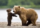 На Вологодчине мама-медведица провела своему сыночку урок на тему: Бобры и их домики
