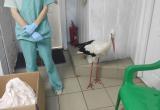 Спасенный на Вологодчине аист перезимует в России: птицу лечат от воспаления легких