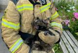 Вологодский пожарный спас из огня домашнюю кошечку, дал ей продышаться и нагладил …
