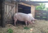 Ветеринары считают животных, попавших в зону очага заражения африканской чумой свиней в Грязовецком районе