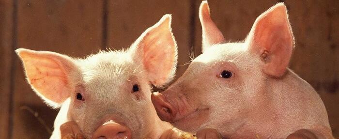 Круговорот свиньи в природе: вологодское свиноводство может сойти на нет 