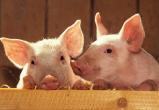 Круговорот свиньи в природе: вологодское свиноводство может сойти на нет 