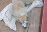 Собаке, сбитой и брошенной в центре Вологды, ищут новых хозяев