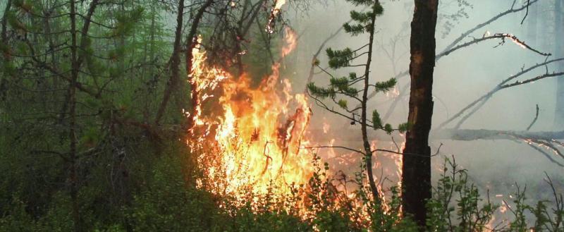 Как умные видеокамеры могут помочь вологодским спасателям в борьбе с лесными пожарами