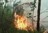 Как умные видеокамеры могут помочь вологодским спасателям в борьбе с лесными пожарами
