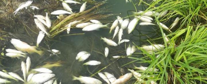 Установлены причины массового мора рыбы на водохранилище реки Лосты у Надеево