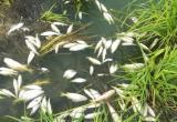Установлены причины массового мора рыбы на водохранилище реки Лосты у Надеево