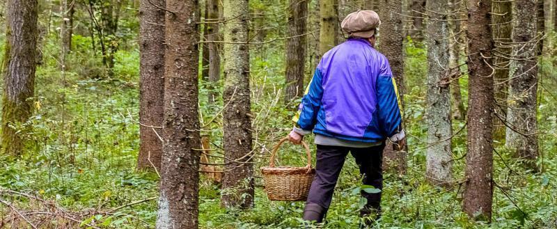 66-летнюю потерявшуюся бабушку продолжают искать в лесах Тотемского района 